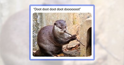 A Splashtacular Scroll of 27 Otter Memes to Brighten Your Midweek Mood
