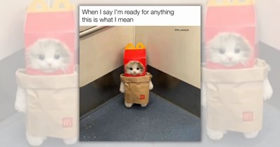 28 Funniest Feline Posts for Pawrents Who Made Their Cats the Weekend Plan