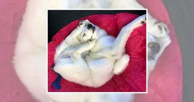 22 Dogs in Funny Sleeping Positions Who Refuse to Wake Up
