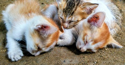 'Found this little cuddle puddle sleeping in the dirt today': Kind man sees a pile of kittens outside peacefully asleep, he doesn't have the heart to wake them but watches over them