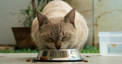 Indoor-outdoor cat Biscuit lives a double life to get free lunches, secretly demanding snacks every day from the elderly couple next door: 'My kid has a whole second family'