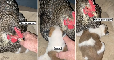 Texan farmer has the best mama hen and discovers it's not eggs she's keeping warm, but a puppy: 'And that’s why we call our farm… the Funny Farm.'
