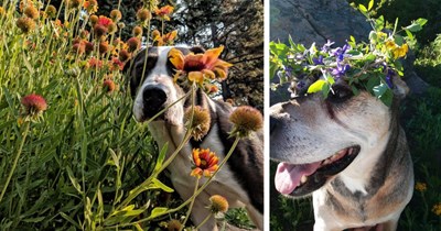 28 Pawdorable Flower Pups to Brighten your Day