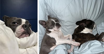 26 Beautiful Boston Terriers Who’re the Bosses of their Pawrents’ Beds