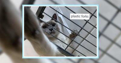25 Types of Trash Treasured by Cute Cat Children as Posted by Pawrents