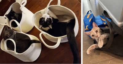 20 Cute Cats in Bags Hiding from Responsibility and Reality