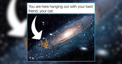 30 Purrfectly Whiskered Kitties to Whisk You Away to Wonderland