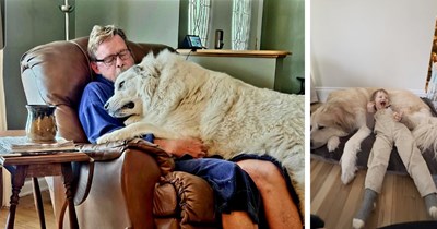 20 Giant Canine Cuddlers with Hearts Bigger than their Enormous Paws
