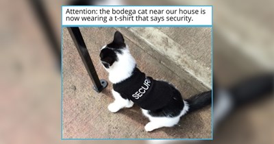 21 Catnapped Cat Memes for Criminals Only Interested in Cats