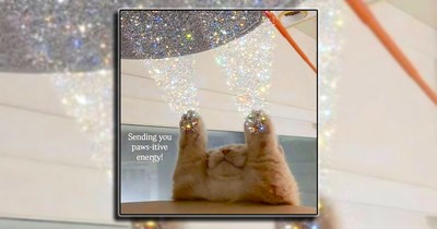 23 Whimsical Cat Memes for Feline Fairy GodMEOWthers Wishing Upon a Hairball