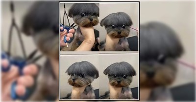 21 Awkward Dog Haircuts That Went Hilariously Wrong