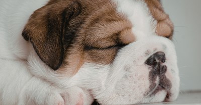 UPDATE: Husband adopts a bulldog puppy against his wife's wishes, but the puppy argument ends up saving their marriage: 'He really stepped up'