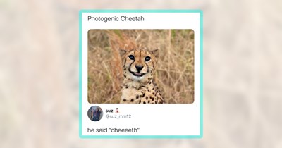 22 Cheetah Memes to Sprint Your Soul From Weekend to Weekend