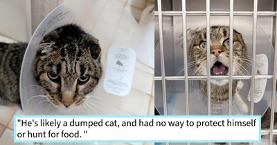 Dumped cat scooped up by cat lover after crawling out from under an RV, becoming third cat in her feline family with a clean bill of health and a fancy new name: ‘I've named him Camper since that's where I found him.’