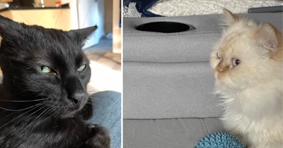 22 Sassy Pictures of Side-Eyeing Cats Who Are Seriously Not Impressed With Their Hoomans