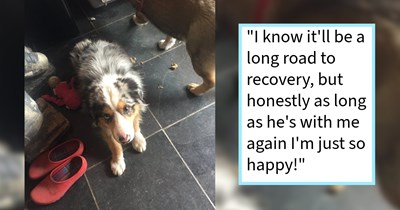 Dog escapes pet sitter to chase pawrents on holiday in New Mexico, only to find out his pawrents were home by the time he got there sparking inter-state rescue, dog dad says: ‘My father and I are flying out there to bring him home’