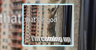 22 Raucous Raccoon Memes fur Matching your Fursday Freak