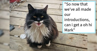 Cat Distribution System uses couple’s appreciation of cult movie to gift them a unique looking cat to grow their large feline family by four paws: ‘We went to the store and came home to... this little batman looking dude’