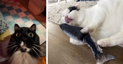 21 Kooky Pics fur Cat Lovers Who Like their Felines with a Side of Strange