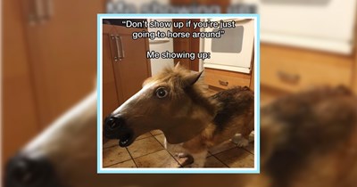 21 Hilarious Mid-Morning Memes Fresh From the Cookie Jar of Cute Animals