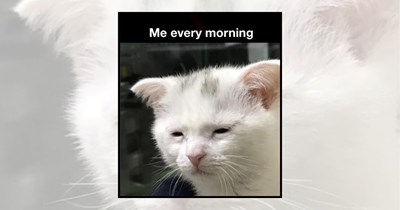 21 Memes for the Exhausted Souls Surviving to Friday