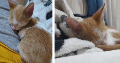 Man saves tiny orange kitten from a group of kids, he takes her home to recover and fosters her until he can find her furrever home