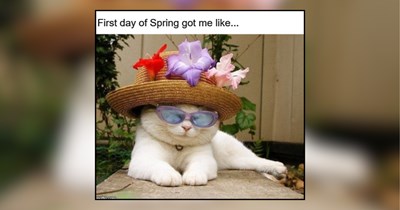 22 Wholesome Memes of Cats Celebrating the Furst Day of Spring