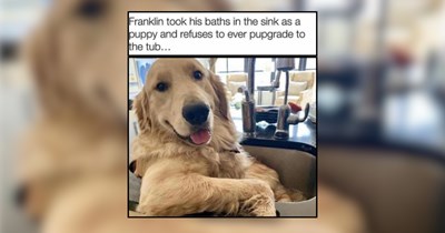 20 Simple and Pure Pupper Memes For a Fresh Start to the Day