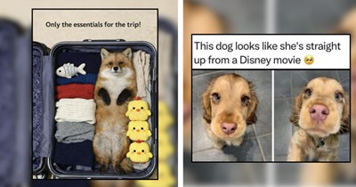 20 Foxes and Hounds to Reminisce Early Innocent Disney