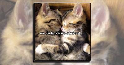 21 Loving Cat Memes for Cat People with Allergies