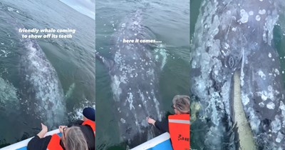 Friendly Whale Begs for Belly Rubs, Rolling Over and Showing Off a Baleen Smile for a Tourist Boat (VIDEO)