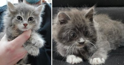 21 Pawdorable Pictures of Fuzzy Fluffy Kittens Bringing Extra Cuteness for the Weekend