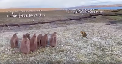 Curious stray cat introduces himself to a group of baby penguins, then immediately regrets it (Video)