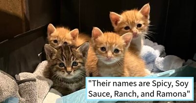 Students foster stray cat mom’s kittens when she is taken to vet, but upon her return she rejects her litter leaving students to raise and adopt, say: ‘They’re doing great and are super well socialized as a result of being raised by college students’