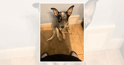 22 Dogs Who Must Supervise Their Humans at All Times 