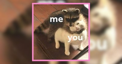 A Useful Collection of 30 Precious Animals for a Perk-Me-Up of Awww