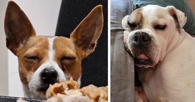 24 Hilarious Hounds Who Look Like They Had One Too Many at the After Work Social