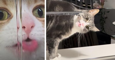 23 Cute Drinking Cat Pics for your Daily Reminder to Drink Water