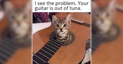 A Fancy Feast of 26 Feline Feel-Goods To Browse on a Cozy Saturday Morning (March 12, 2026)