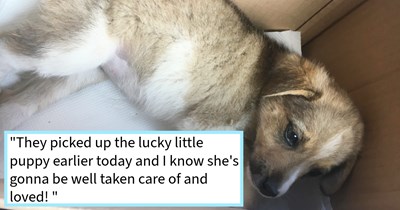 Stray puppy almost run over in Bulgarian mountains saved by passing family who spared it from shelter and found safe, loving furever home with a family friend, daughter says: ‘I'm so happy that one of my grandfather's friends will be taking the puppy!’