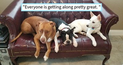 Dog dad joins police pursuit to capture runaway pitbull with a reputation for escape, after original family rejects dog he brings her home to foster with his fur family and find her a furever home, says: ‘I think I'm fooling myself into keeping this pup!’