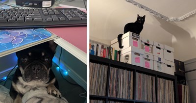 21 Wholesome Work From Home Office Animals Keeping their Pawrents Company