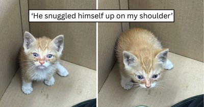 'This little kitten was found in the parking lot': Stray kitten rescued from a workplace parking lot gets adopted, nursed back to health, and settles into a loving home with furry siblings 