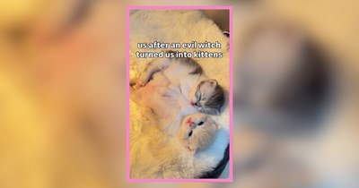 21 Syrupy Sweet Kitty Cats That Fit Purrfectly on a Lollipop 