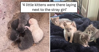 'There was a huge surprise waiting in the bed': Friendly stray cat shows up at a home and surprises the family by giving birth to four tiny kittens overnight