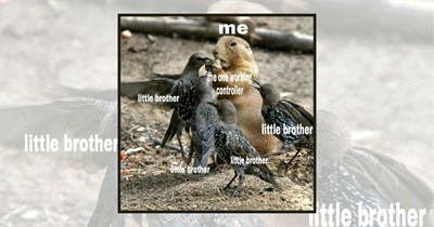 22 Funny Animal Memes That Are Too Good Not to Share 