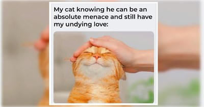 29 Pawsome Cat Memes to Brighten Up Your Day