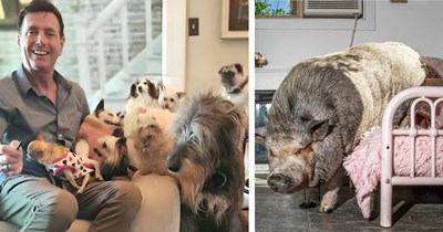After losing his soul dog, man devotes his life to rescuing senior doggos and "unadoptable" animals, including a giant pig named 'Bikini': 'Older animals deserve a loving home in their final years'
