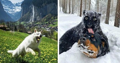 28 Immaculate Images of 100% Majestic Animals for Your Friday Dose of Funny