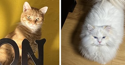 22 Angry Cats with Attitude About their Pawrent’s Treat Policy  